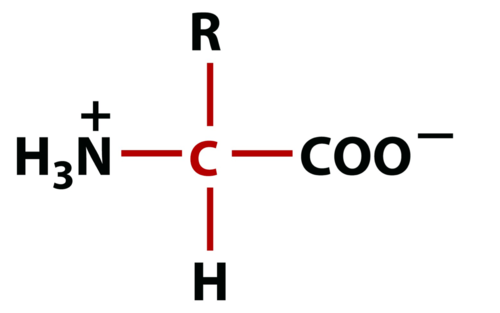 H3N+ - CHR - COO-