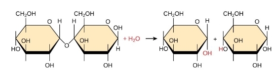 <p>breaking polymers to monomers; H20 is a reactant</p>