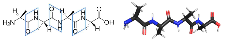 <ul><li><p>peptide bonds are rigid &amp; planar, so form a flat, straight line as shown in the diagram</p></li><li><p>bonds on either side of the C-N &amp; C-C bonds can rotate, the R groups are alternating away from the polypeptide backbone.</p></li></ul>