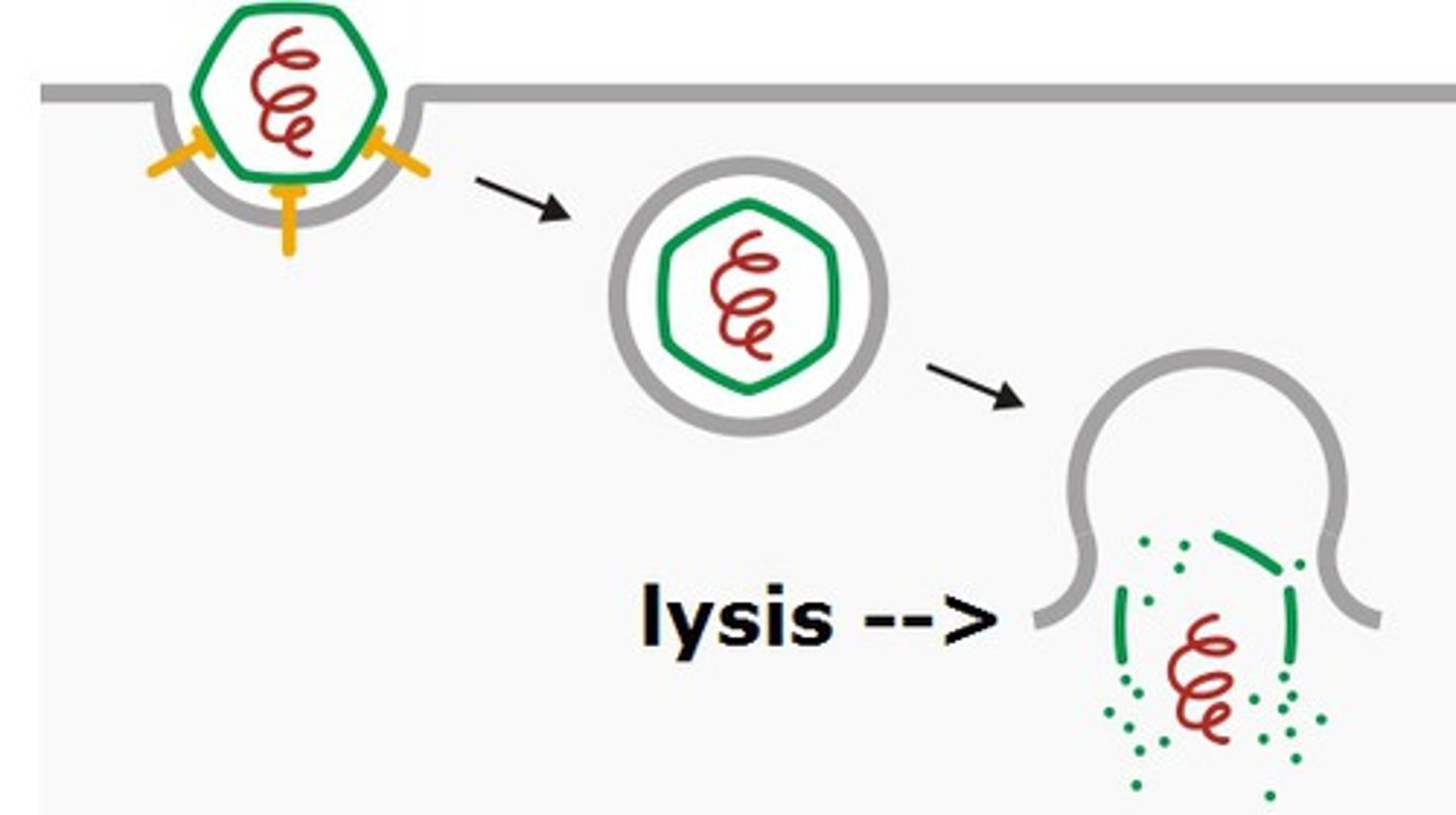 <p>When Tc cells bind to the MHC I of foreign cells, it secretes ____________ which leads to the apoptotic cellular response of 'blebbing'</p>
