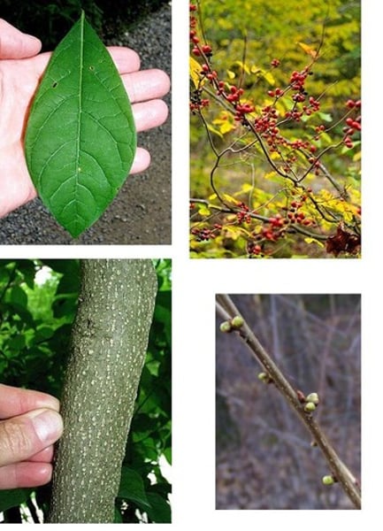 <p>Spice bush. Circular small yellow buds now are circular small yellow flowers. </p>