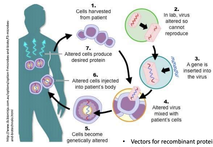 <ul><li><p><strong>Vectors for recombinant protein production; biopharmaceuticals</strong></p><ul><li><p><em><u>General steps to recombinant protein production</u></em></p><ul><li><p>Harvest cells from a patient</p></li><li><p>In lab, alter virus to prevent it from reproducing</p></li><li><p>Then insert gene of interest into the altered virus</p></li><li><p>Mix altered virus + harvested patient cells, altering harvested patient cells in lab</p></li><li><p>Inject altered cells into patient’s body, so that altered cells produce the desired protein</p></li></ul></li></ul></li><li><p><strong>Vectors for treatment of genetic disease</strong></p></li><li><p><strong>Source of enzymes,</strong> e.g., reverse transcriptase, RNA polymerases</p></li><li><p><strong>Phage typing of bacteria</strong></p></li><li><p><strong>Pesticides </strong>(Baculovirus, Myxoma virus)</p></li></ul><p></p>