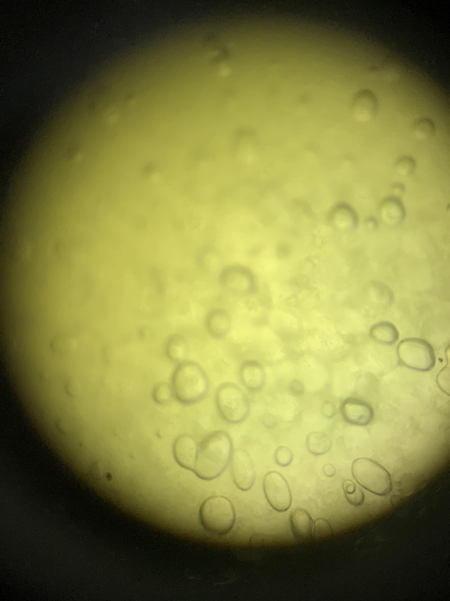 <p>scientific name and what does it contain</p>