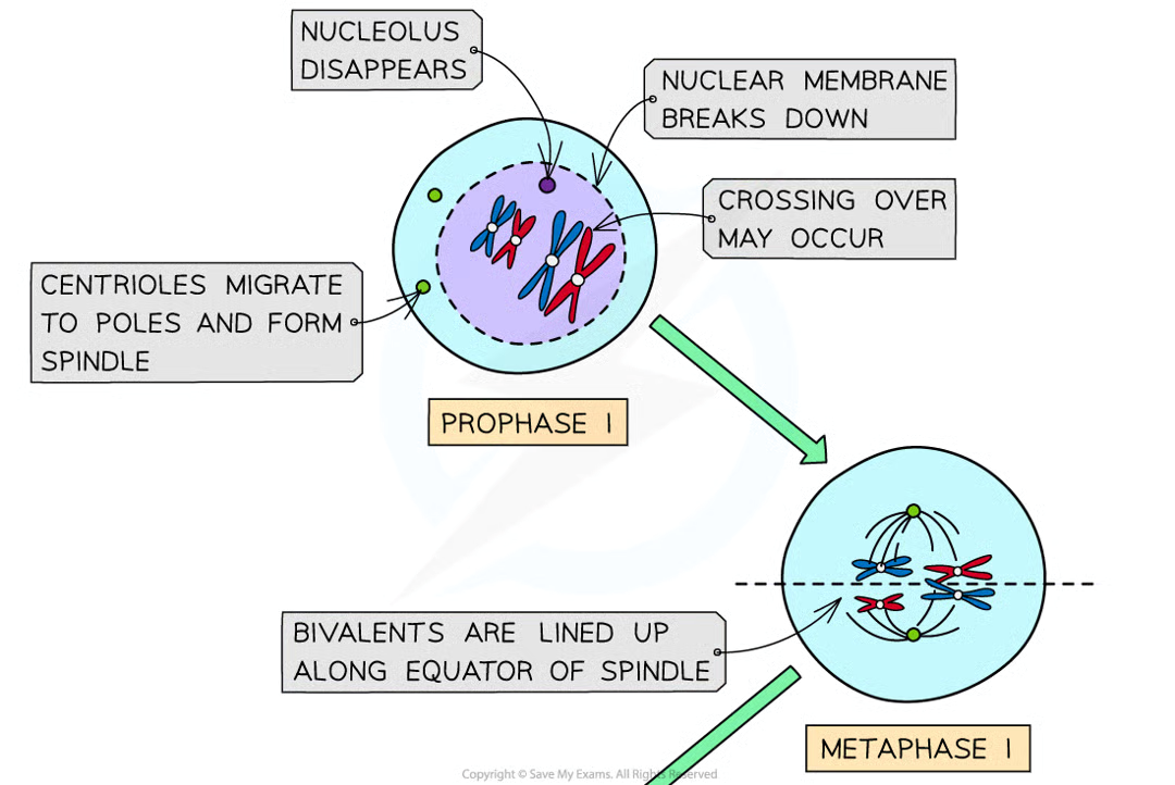 <ul><li><p>dna condenses and becomes visible as chromosomes</p></li><li><p>dna replication has already occured so each chromosome consists of 2 sister chromatids joined together bya centromere</p></li><li><p>chromosomes are arranged side by side in homologous pairs (pair = bivalent)</p></li><li><p>as homologous chromosomes are very close together the crossing over of non-sister chromatids may occur. point at whcihc crossing over occurs = chiasma</p></li><li><p>centrioles migrate to opposite poles and spindle is formed</p></li><li><p>nuclear envelope breaks dwon and nucleolus disintegrates</p></li></ul><p></p>