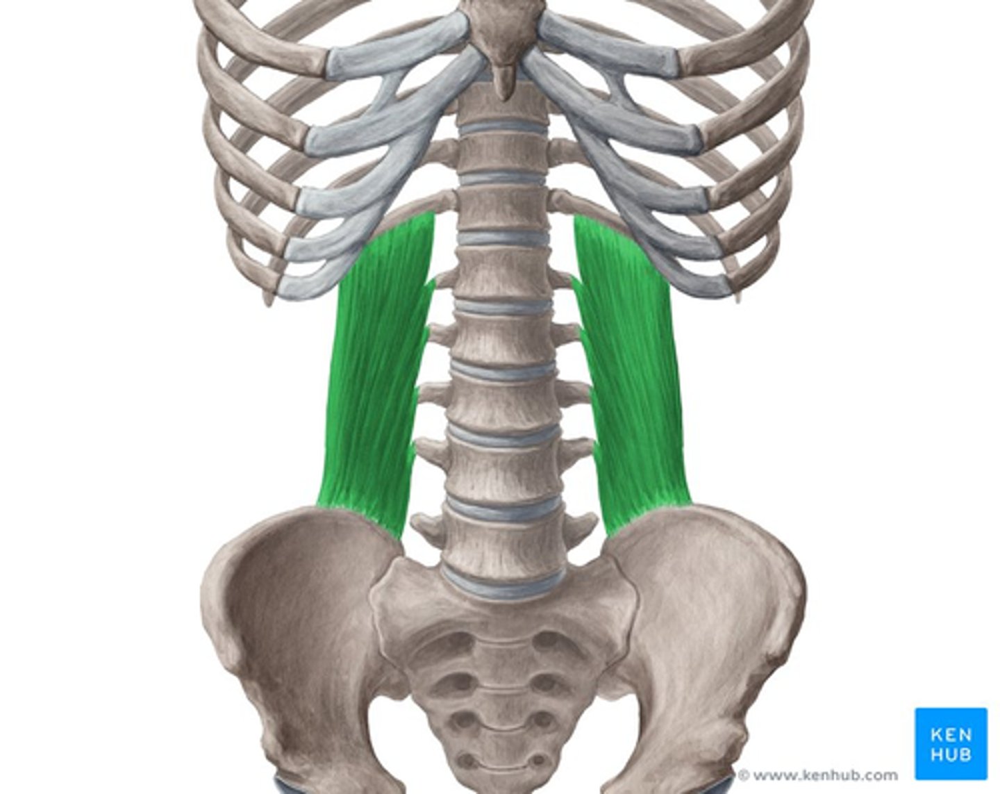 <p>O: transverse process of L5, iliolumbar ligament, iliac crest</p><p>I: transverse process of L1-L4, inferior border of the last rib</p><p>A: lateral trunk flexion</p>