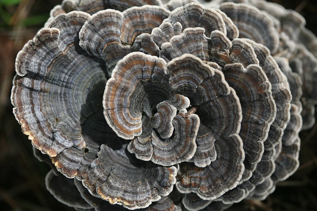 <p>What fungus is this? (Scientific name)</p>