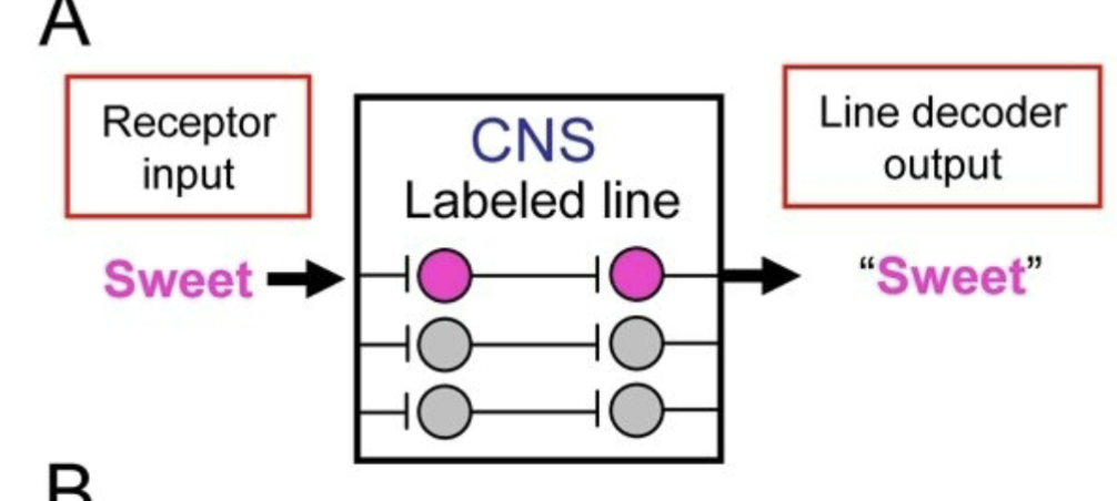 <p>each receptor responds to limited range of stimuli and sends direct line to brain</p><ul><li><p>receptors are narrowly tuned: specialist</p><ul><li><p>ex: cell phone, you calling someone</p></li></ul></li><li><p>receptor input: sweet to CNS: labled line to Line decoder output “sweet”</p><ul><li><p>straight forward straight line</p></li></ul></li></ul><p></p>