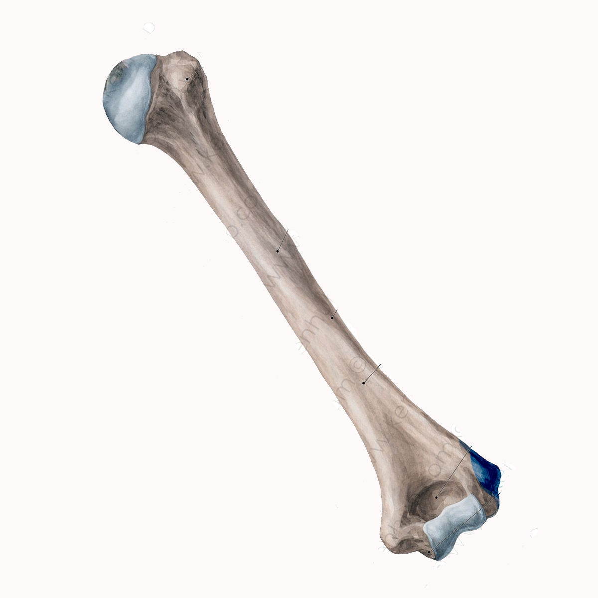 <p>Name the highlighted portion of the humerus</p>