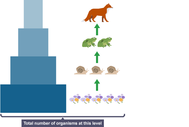 <ul><li><p>Show the numbers of organisms at each trophic level in a food chain</p></li><li><p>Widths of bars = numbers</p></li><li><p>In general, as you ascend the food chain, the size of the organisms increases &amp; the number of organisms decreases</p></li></ul><p></p><p></p>
