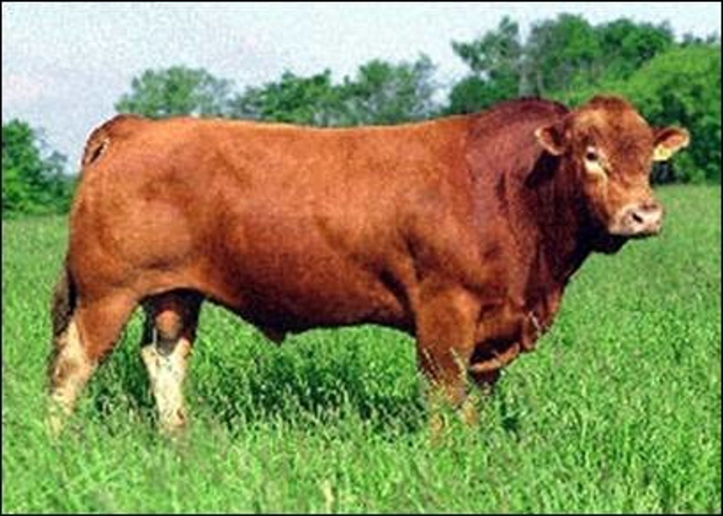 <p>-Continental Breed; "yellow cattle" in germen</p><p>-Came to US in 1970</p><p>-Triple purpose breed</p><p>-Reddish gold, rust, black color</p><p>-Fine hair med to large body</p>