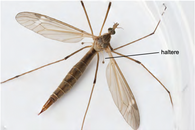 <p>Flies, mostquitoes</p><ul><li><p>holometabolous</p></li><li><p>morpho</p><ul><li><p>one pair of membraneous wings </p></li><li><p>NO HINDWINGS only haltere</p></li></ul></li><li><p>pinned</p></li></ul><p></p>