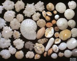 <p>Calcium carbonate shells</p>