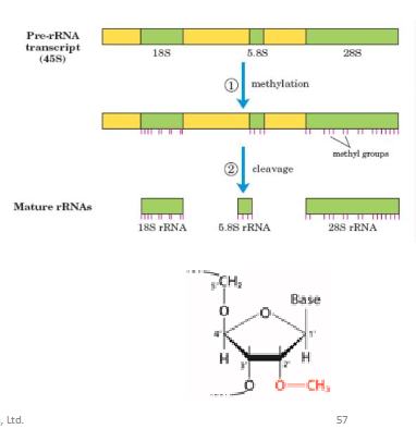 <ul><li><p>snoRNA: small nucleolar RNA: korte noncoding RNA hoofdzakelijk in nucleolus</p><ul><li><p>ze binden aan complementaire regio’s in pre-rRNA en coördineren de pre-rRNA processing bv bepalen plaatsen van methylering en knipping</p></li></ul></li><li><p>Methyleringen: op 2’ OH van ribose</p></li></ul><p></p>