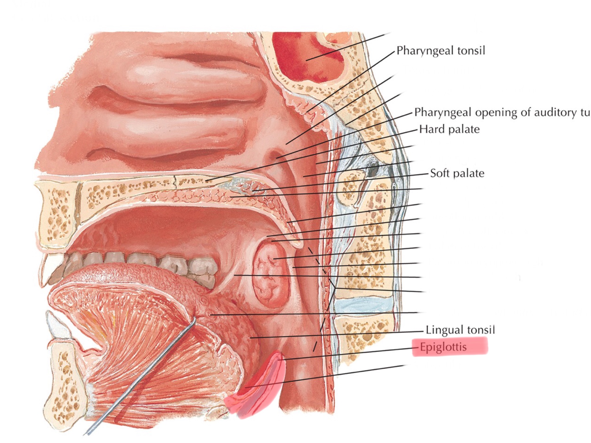 knowt flashcard image