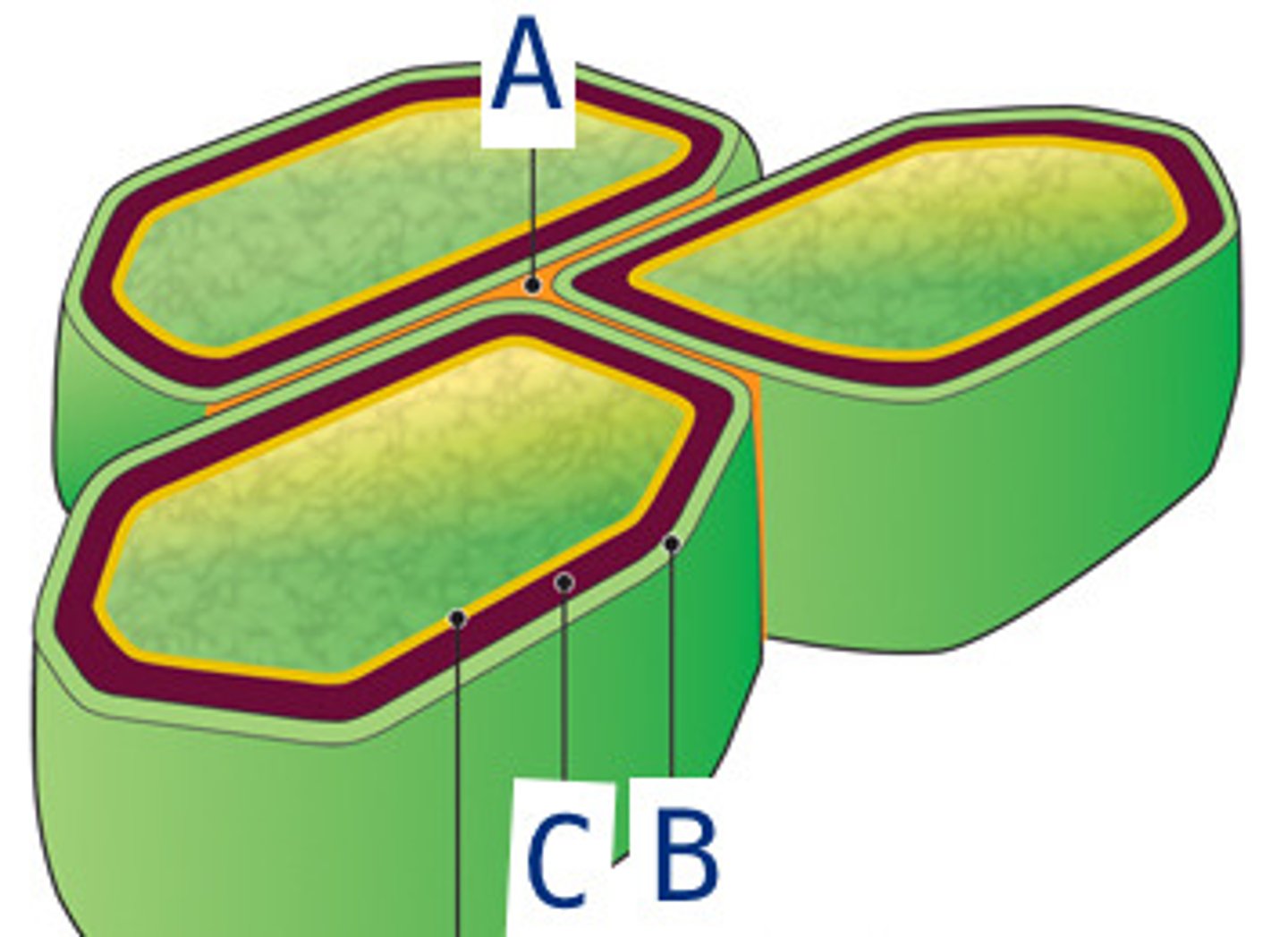 <p>(A) thin layer of adhesive extracellular material (pectins) between primary walls of adjacent young plant cells</p>