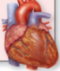 <p>Motor Nervous System: <strong>Automatic Motor</strong></p>