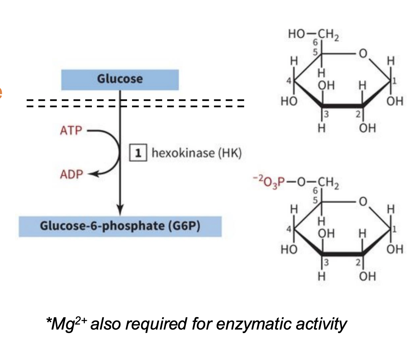<p>INVESTMENT/PREPARATORY PHASE STEP 1: Glucose Phosphorylation</p>