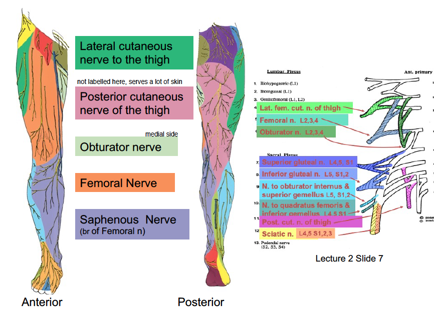 most of these are mixed nerves, so innervating muscles then rising superficially to innervate skin too 