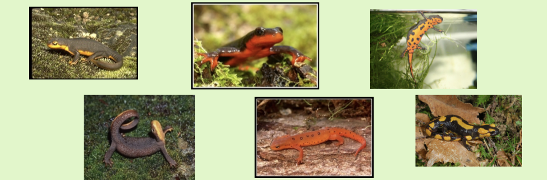 <p><span>Traits: </span></p><ul><li><p><span>Variable in external appearance</span></p></li><li><p><span> all have four good limbs</span></p></li><li><p><span> most have complete</span><br><span>metamorphosis</span></p></li><li><p><span>many are aquatic with smooth skin and finss</span></p></li><li><p><span>terrestrial individuals with rugose</span><br><span>skin</span></p></li><li><p><span>all have toxic skin secretions, often brightly colored.</span></p></li></ul><p></p>