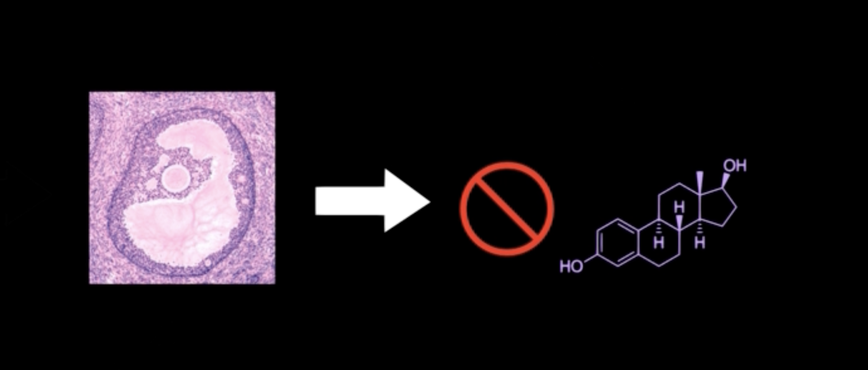 <p>A follicle secretes ___ [red] and [purple']</p>