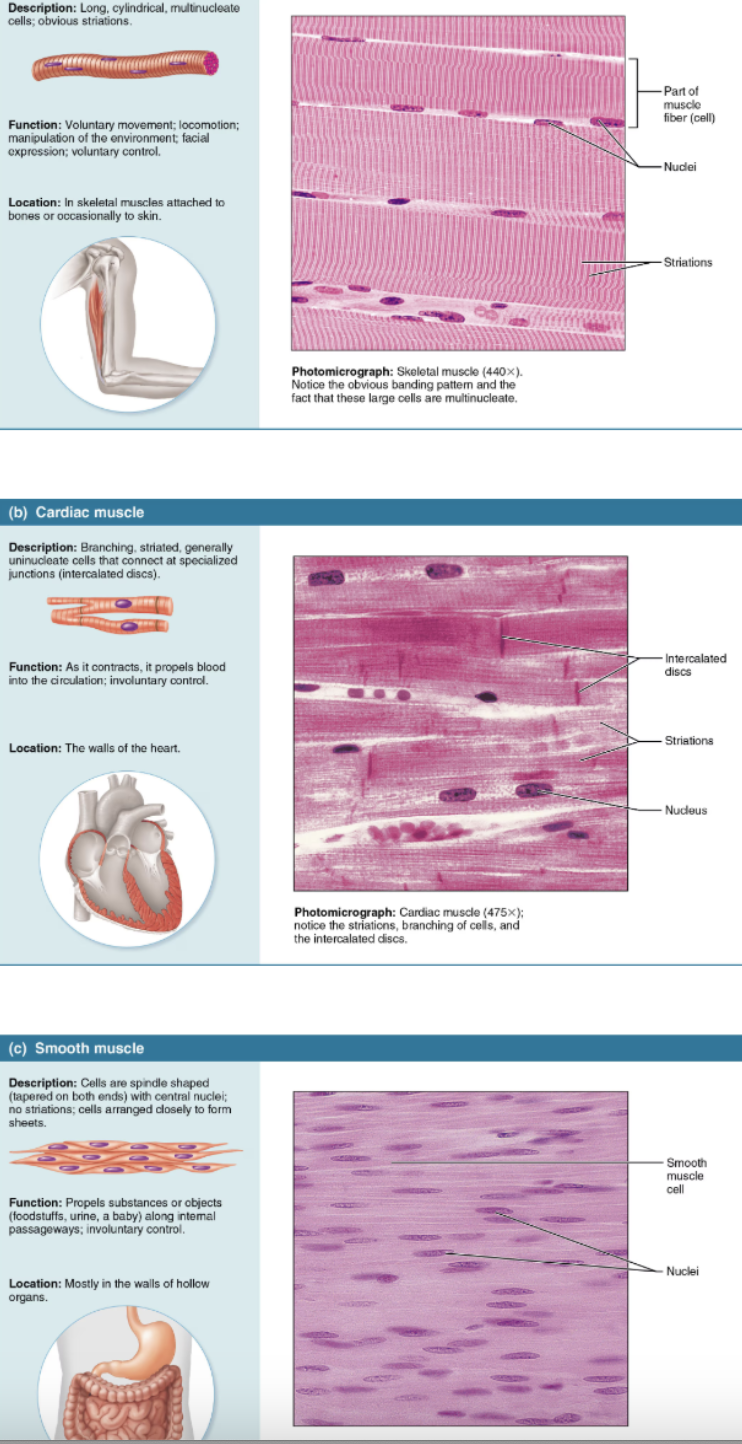 <ol><li><p><span style="color: red"><strong>Skeletal muscle</strong></span></p><ul><li><p>long, cylindrical cells that contain many peripherally located nuclei; obvious <strong><em>striations</em></strong></p></li><li><p>Attached to the bones of the skeleton</p></li><li><p><span style="color: purple"><strong>VOLUNTARY</strong></span></p></li></ul></li><li><p><span style="color: red"><strong>Cardiac muscle</strong></span></p><ul><li><p><strong><em>striations</em></strong></p></li><li><p>Specialized muscle of the heart</p></li><li><p><span style="color: purple"><strong>INVOLUNTARY</strong></span></p></li></ul></li><li><p><span style="color: red"><strong>Smooth muscle</strong></span></p><ul><li><p>Spindle-shaped cells with one centrally located nucleus and <strong>no externally visible striations</strong> (bands)</p></li><li><p>Found mainly in the walls of hallow organs</p></li><li><p><span style="color: purple"><strong>INVOLUNTARY</strong></span></p></li></ul></li></ol><p></p>