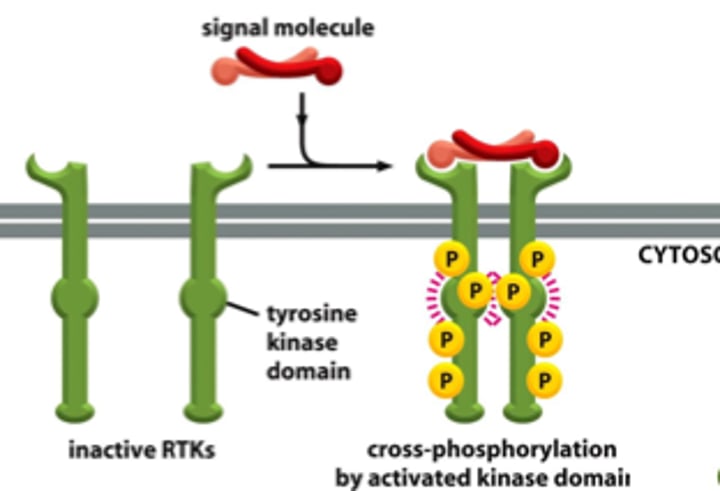 <p>(of receptor proteins) interaction of two receptor proteins to form a functional complex called a dimer</p>