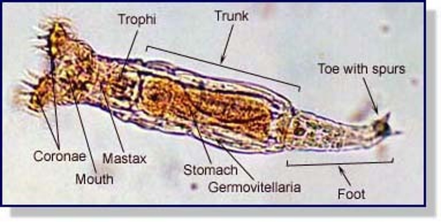 <p>jaw-like structures in pharynx, grind food collected by the corona</p>