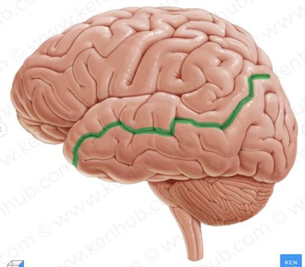 <p>which is the sulcus in green?</p>