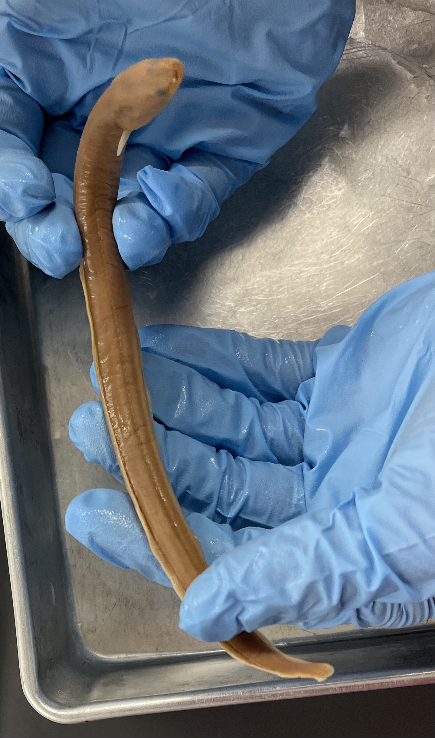 <p>Tiny pectoral fins</p><p>Bumps on nose</p><p>Eel body</p><p>Prominent lateral line (looks like stitches)</p><p>Huge connected dorsal fin</p>
