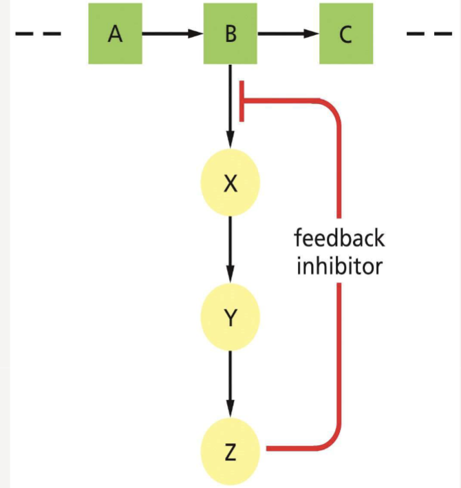 <p>What is <strong>feedback inhibition</strong>? </p>