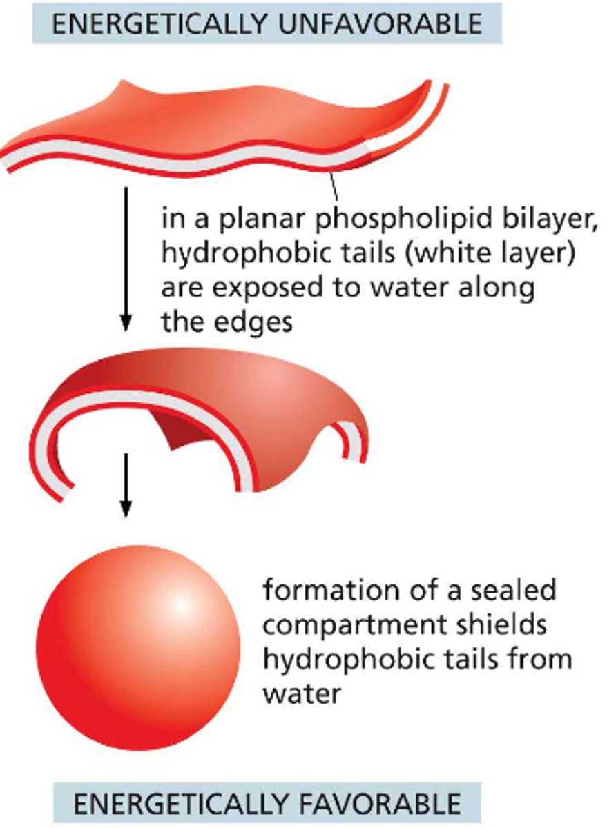 <p>bend and seal to form a boundary around a closed space -- assemble into self-sealing containers that define a closed compartment (from vesicles and organelles to entire cells)</p>