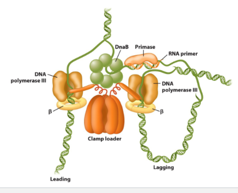 <ul><li><p><strong>Helicase</strong></p><ul><li><p>unwinds the parental double helix</p></li><li><p></p></li></ul></li><li><p>2 molecules of <strong>DNA polymerase 3</strong></p></li><li><p><strong>Primase (RNA Primer- transcription)</strong></p><ul><li><p>initiates lagging strand Okazaki fragments</p></li></ul></li><li><p>2 <strong>sliding clamps</strong></p><ul><li><p>attach DNA polymerase to DNA</p></li></ul></li><li><p>c<strong>lamp loader</strong></p><ul><li><p>use ATP to open/close sliding clamps</p></li></ul></li><li><p><strong>SSB</strong> (single-strand DNA binding proteins</p><ul><li><p>protect DNA from nuclease attack</p></li><li><p>stabalise single strand DNA template</p></li></ul></li><li><p><strong>Topoisomerase</strong></p><ul><li><p>release strains caused by upwinding/winding DNA</p></li></ul></li></ul><p></p>
