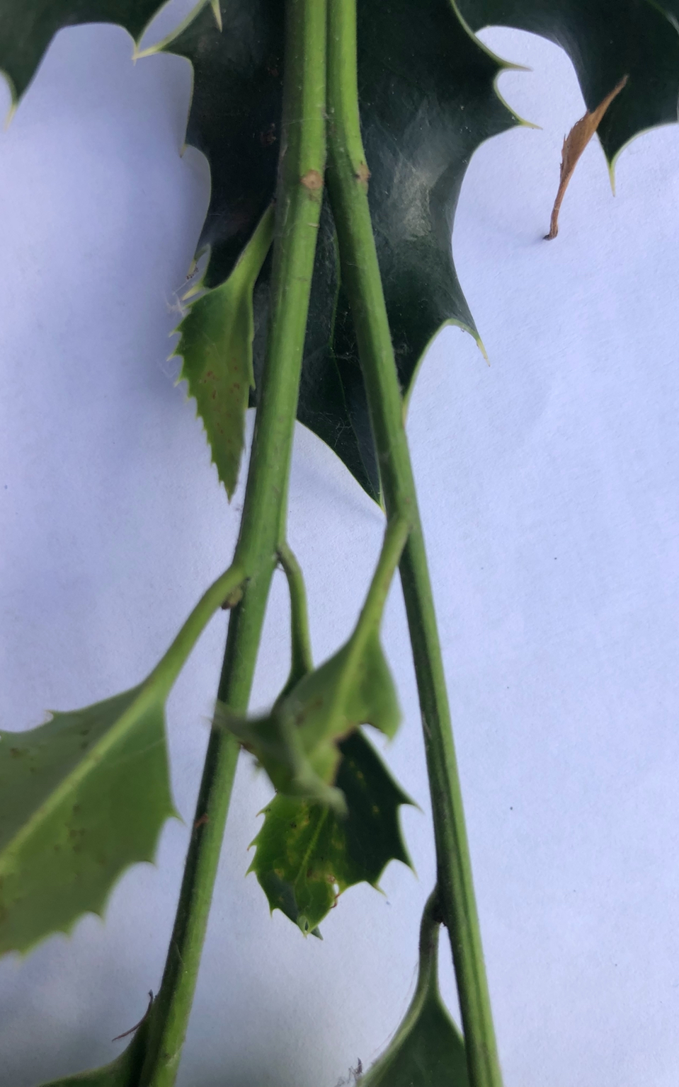 <p>Ilex aquifolium hardiness</p>
