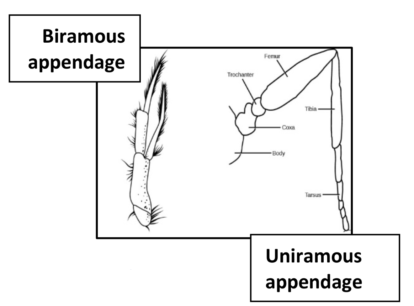 <p>Biramous appendages</p>