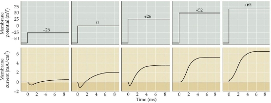 <p>which of the following is the key event at a membrane potential of 52 mV</p>