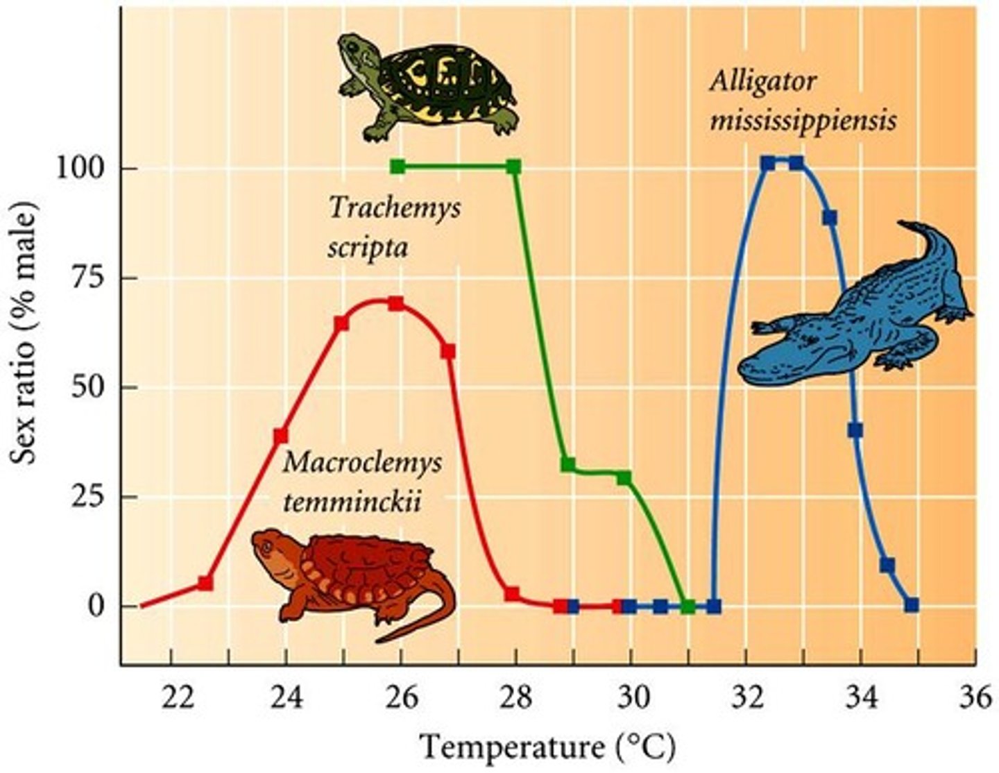<p>Sex determined by incubation temperature during development.</p>