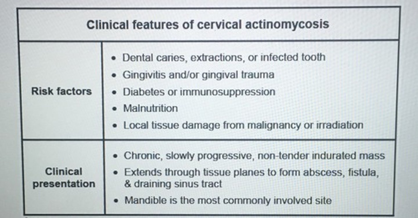 <p>Tx PCN for 12 weeks</p><p>Allergy PCN: Clindamycin</p>