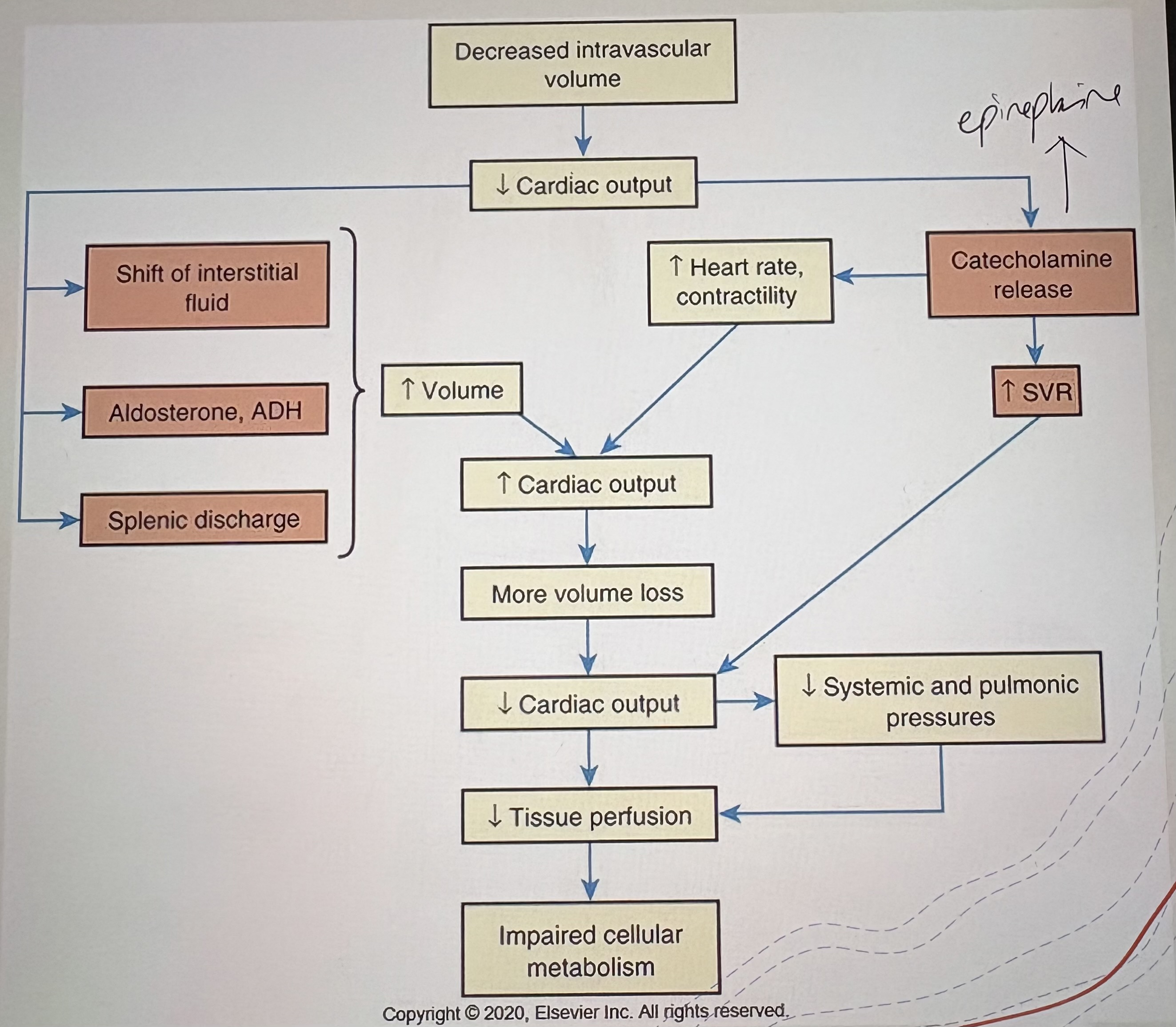 <p>↓Intravascular volume  → &nbsp;↓Venous return (preload)  → &nbsp;↓Stroke volume  → &nbsp;↓Cardiac output &nbsp;→ &nbsp;↓Tissue perfusion</p>