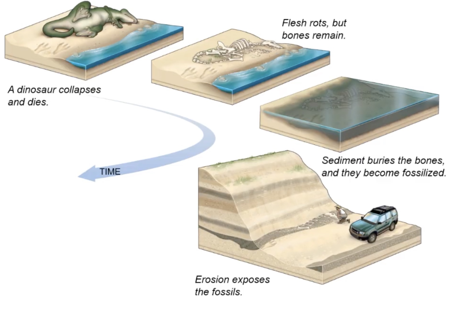 <p>How do fossils form?</p>