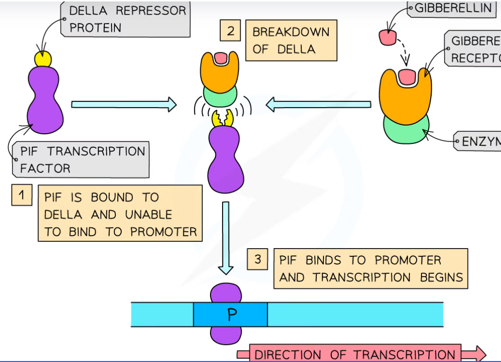 <p>1 idea that DELLA proteins prevent the activation of genes ;</p><p>2 gibberellin binds to receptors ;</p><p>3 causes breakdown of DELLA proteins ;</p><p>4 (so) transcription / gene expression / gene activation / mRNA synthesis, can occur ;</p><p>5 AVP ; e.g. ref. to transcription factors / PIF</p>