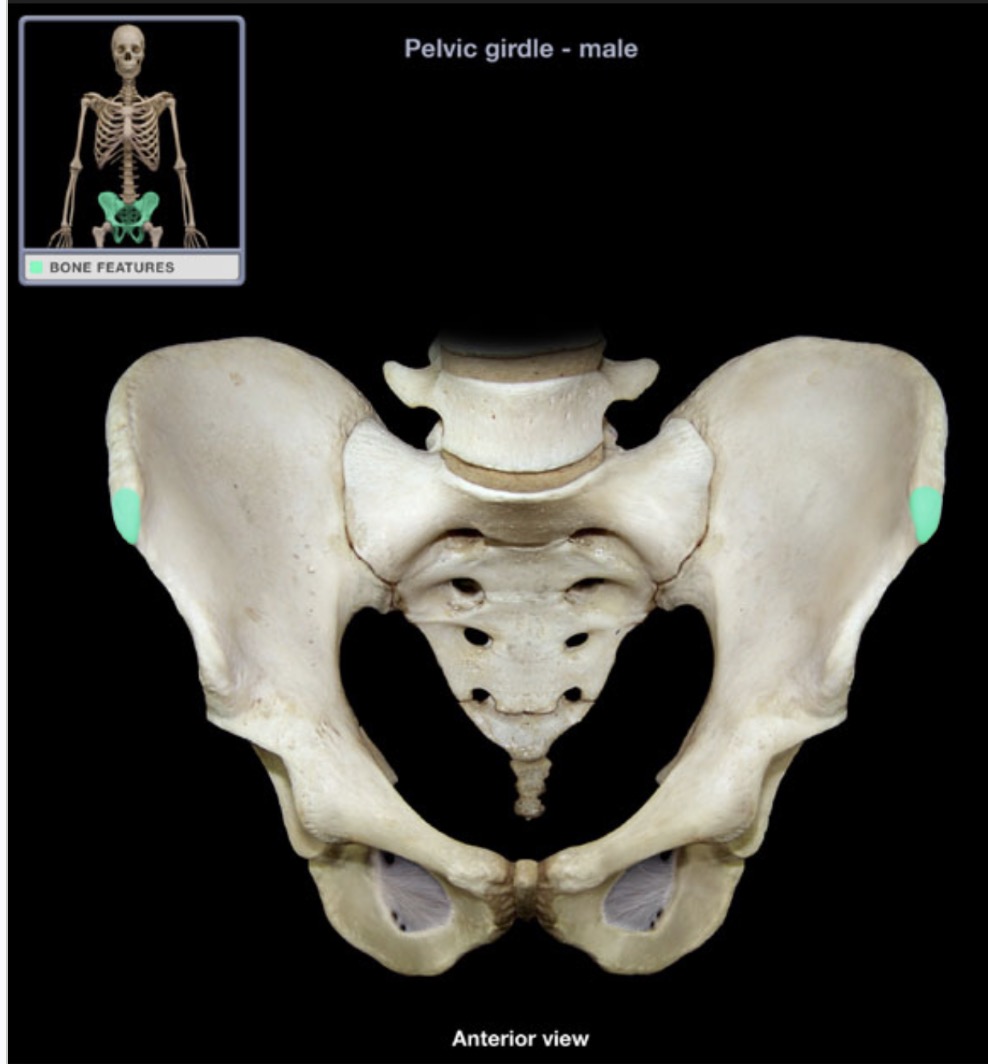 <p><span style="font-family: Arial, sans-serif; color: rgb(45, 59, 69)">anterior termination of the iliac crest</span></p>