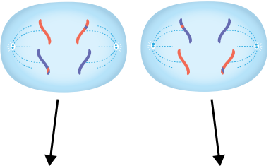 
1. sister chromatids are separated and pulled towards opposite poles of the cell by microtubules, which are attached at each centromere.
