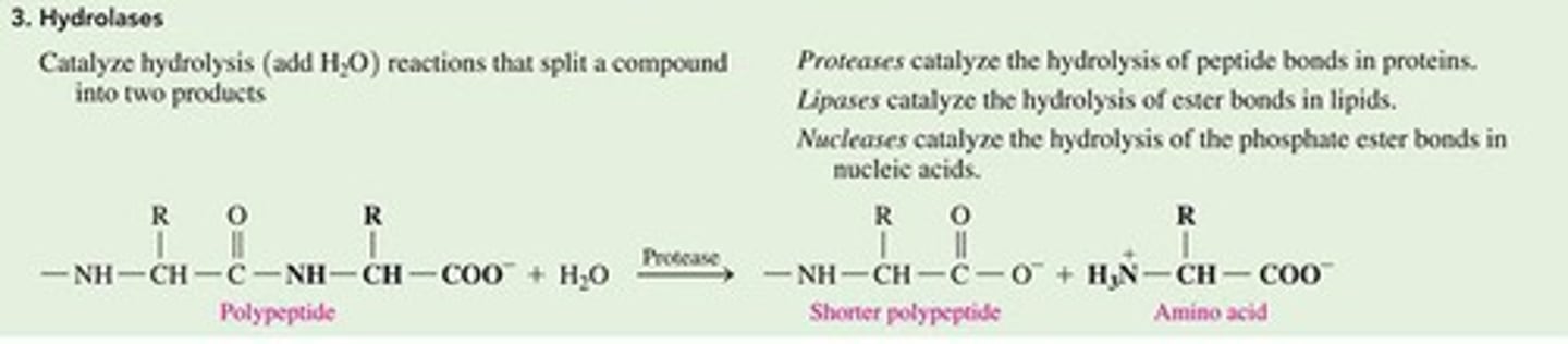 <p>They catalyze the cleavage of bonds using water.</p>