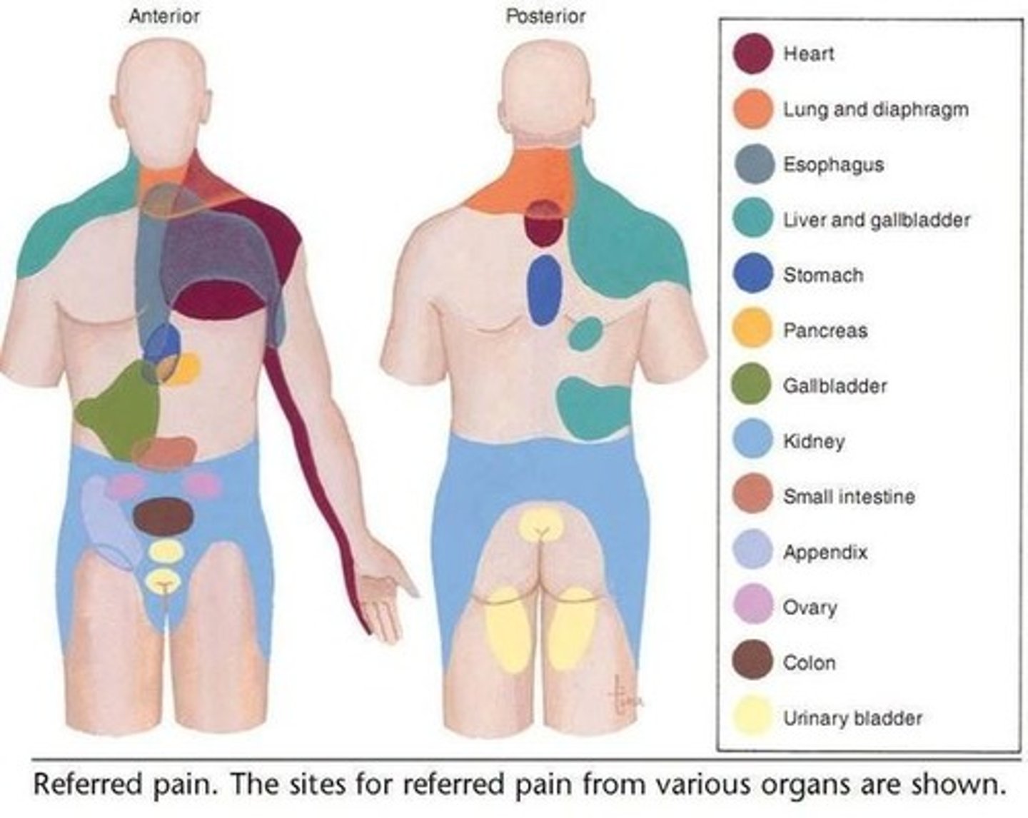 <p>pain experienced in a part of the body other than the site of disease or injury</p>