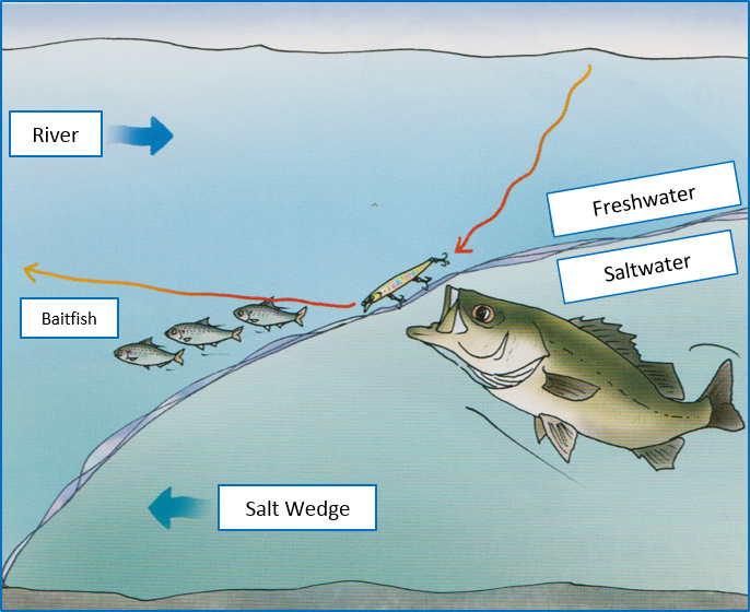 <p>A layer of seawater intrudes under a layer of freshwater due to differences in density and salinity.</p><p><strong>Formation</strong>: A wedge shaped layer of dense, saltier seawater beneath the ligher, less salty river water.</p><p><strong>Tides</strong>: Can influence the position and extent of the salt wedge, pushing it further upstream.</p><p><strong>Salinity variation:</strong> The wedge created a boundary between fresh and salty water, resulting in significant variations in salinity.</p>