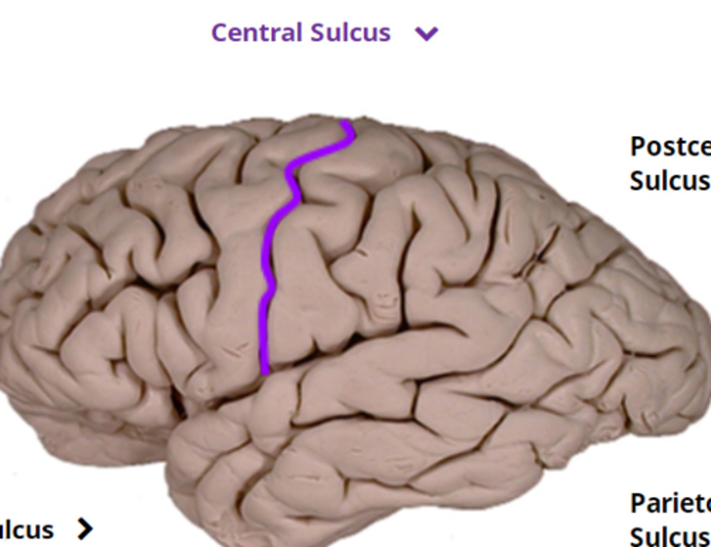 <p>- divides the frontal and parietal lobes </p><p>- also divides the motor and the sensory cortex</p>