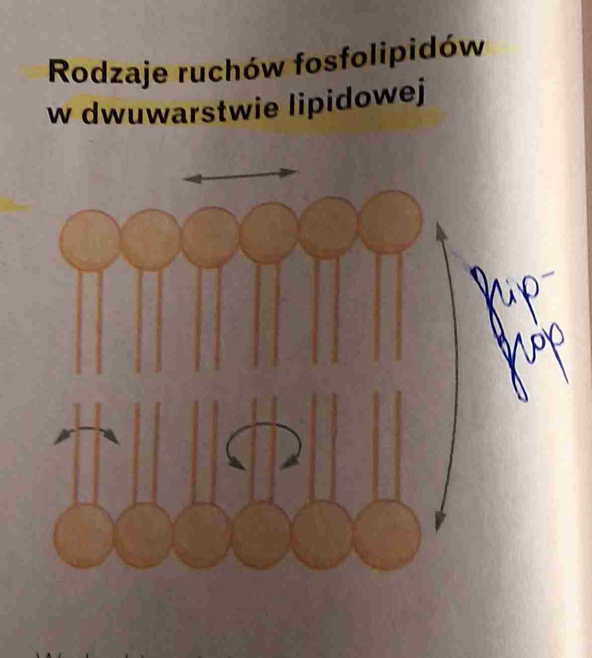 <ul><li><p>w obrębie pojedynczej warstwy fosfolipidy mogą się obracać i zamieść miejscami możliwy jest też ruch pomiędzy obiema warstwami <strong>ruch flip - flop</strong> w wyniku ruchów fosfolipidów przemieszczają się również inne składniki błony np. Białka</p></li></ul>