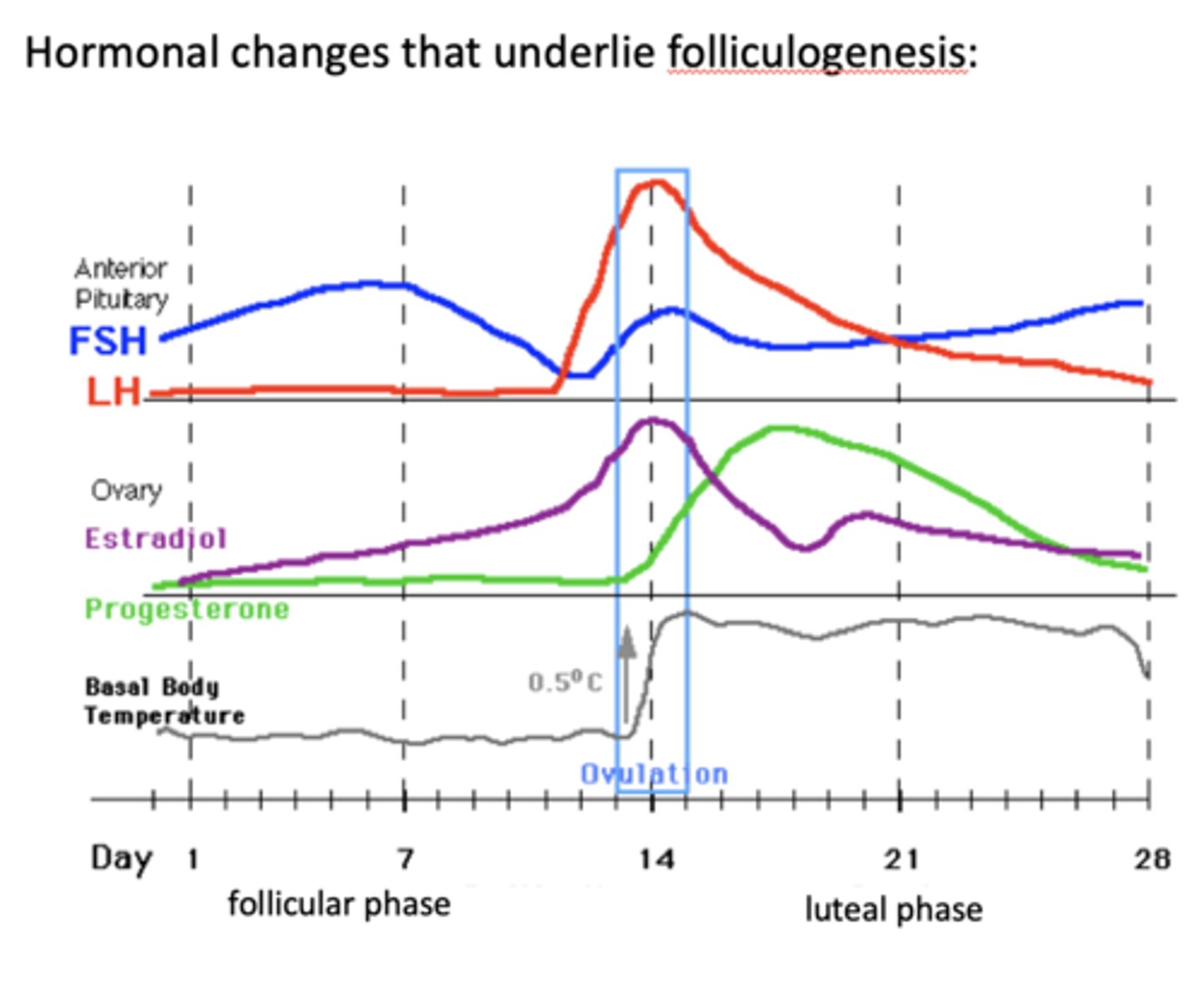 <p>luteal phase</p>