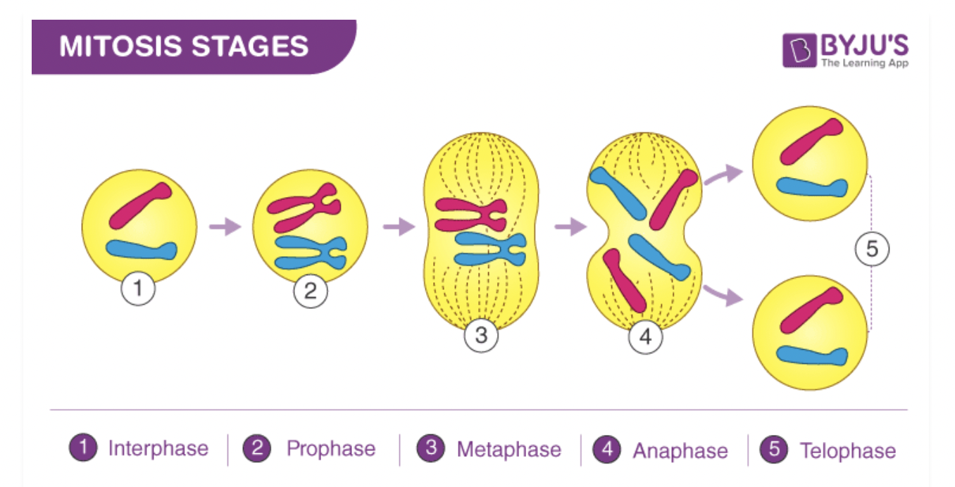 <p><strong>-nuclear division of genetic information to produce two identical nuclei</strong></p><p><span>⭐</span> <strong>4 phases</strong> →<strong> prophase, metaphase, anaphase &amp; telophas</strong>e</p><p><span>⭐</span><strong><mark data-color="#fff5a0" style="background-color: rgb(255, 245, 160); color: inherit;">️PMATTTTTTTT</mark></strong><mark data-color="#fff5a0" style="background-color: rgb(255, 245, 160); color: inherit;"><span>⭐</span></mark>️</p>