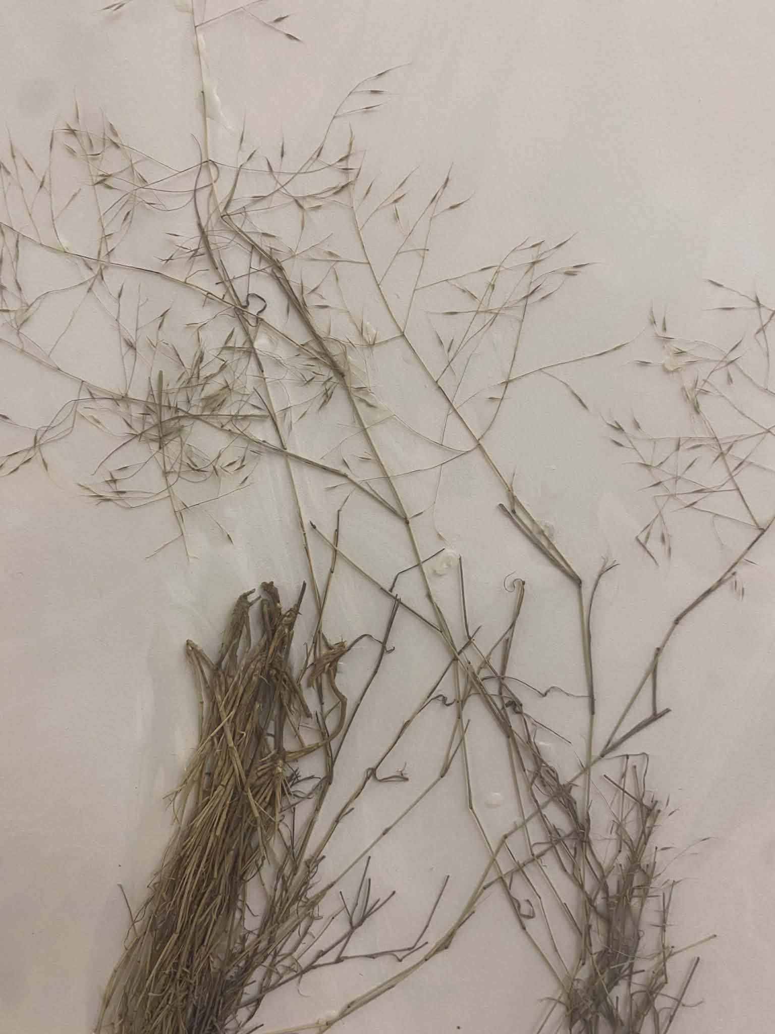 <p>Eragrosteae, P, N, Muhlenbergia porteri, bush muhly</p>